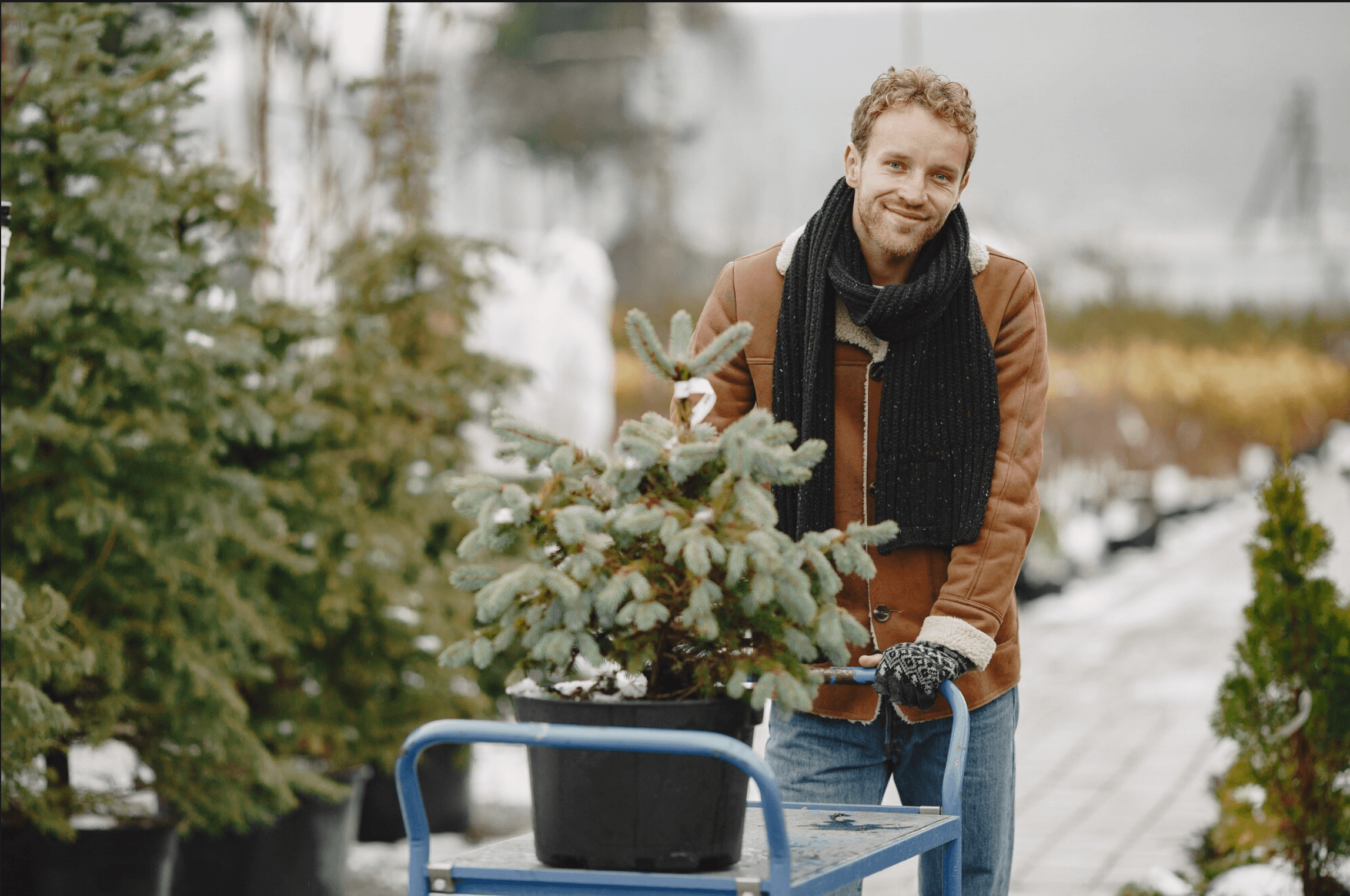 Paysagiste transportant un arbre dans une pépinière